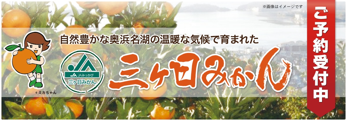 三ヶ日みかん（早生）